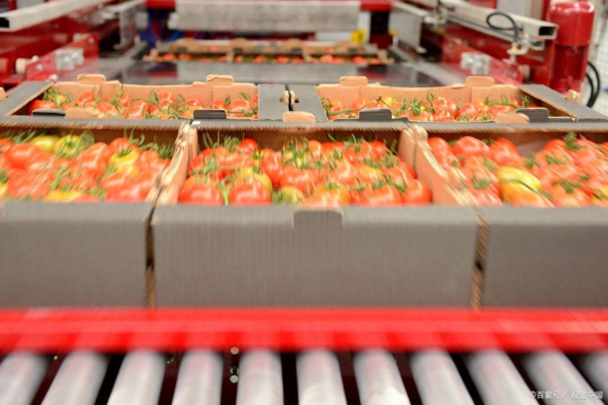 What are the functions of intelligent sorting equipment for fresh food?
